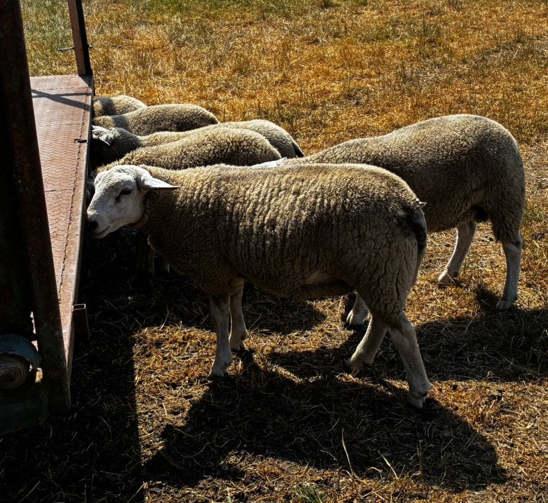 Rammen van dit jaar voor de kweek, Dieren en Toebehoren, Schapen, Geiten en Varkens