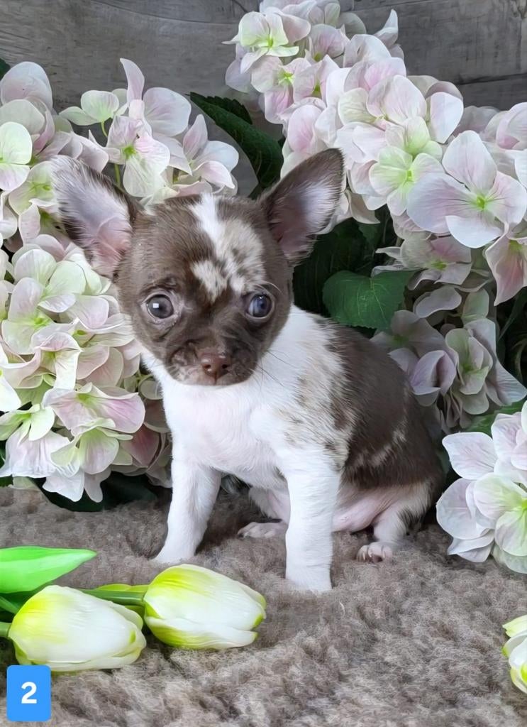 Chiots chihuahua, chiot chi à poil court, 8 à 15 semaines, Plusieurs, Éleveur | Loisir, Chihuahua