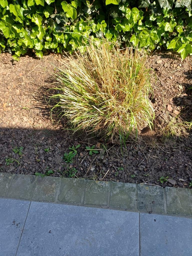 Lampenpoetsergras, Tuin en Terras, Planten | Tuinplanten, Ophalen, Vaste plant, Siergrassen