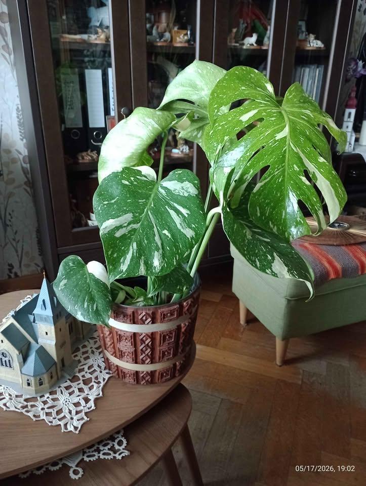 Philodendron Monstera deliciosa (Thais sterrenbeeld), Huis en Inrichting, Kamerplanten, Ophalen, Overige soorten, Halfschaduw