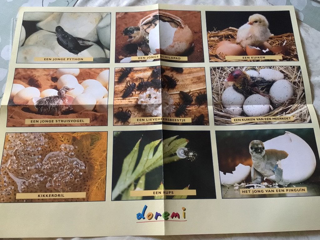 Affiche des naissances d'animaux Doremi, Enlèvement ou Envoi, Comme neuf