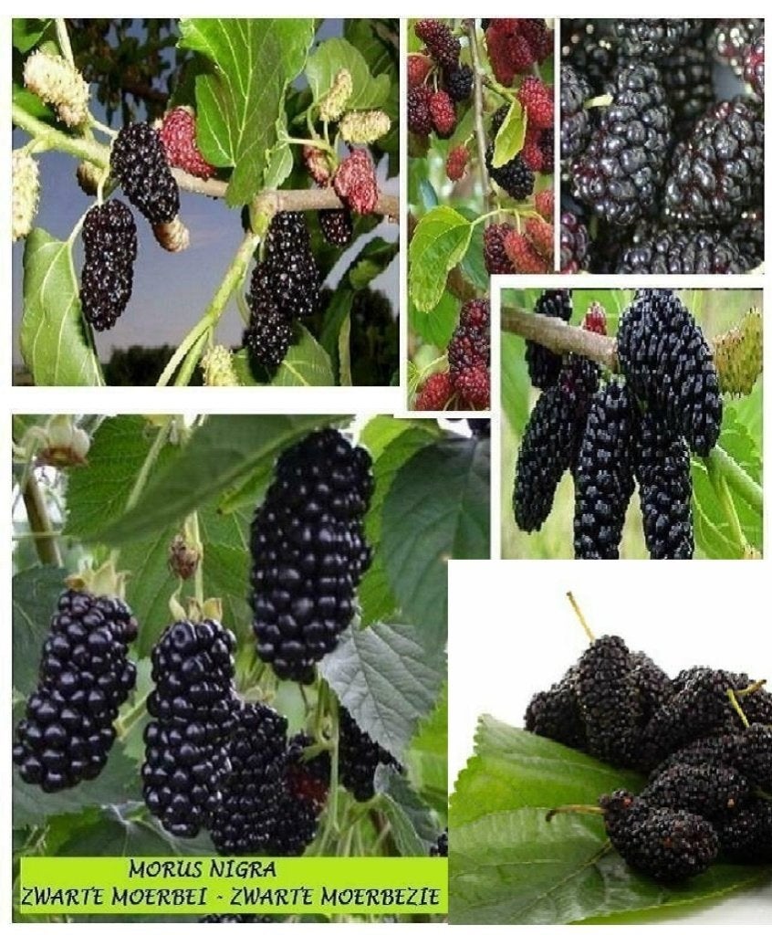 ZWARTE TURKSE MOERBEI-PLANTEN, 50/70 cm, IN POT ! = 10€/stuk, Tuin en Terras, Volle zon, Vaste plant, Ophalen of Verzenden, Fruitplanten