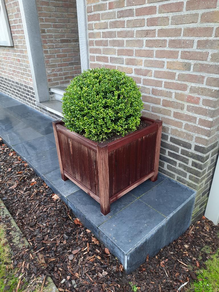 Padouk bloembak met of zonder buxus, Ophalen, Vierkant, Nieuw, 60 tot 100 cm