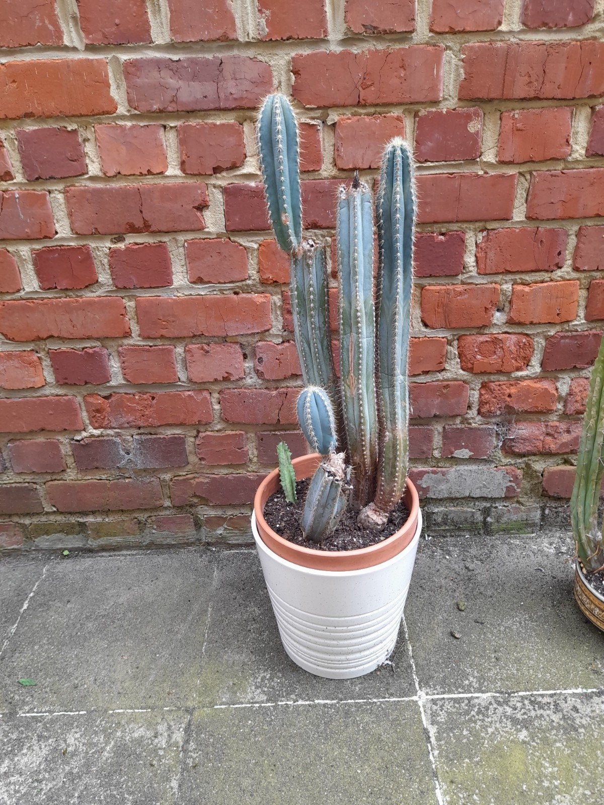 Très anciens cactus maximum 72 cm avec  le pot, Maison & Meubles, Enlèvement ou Envoi, Cactus