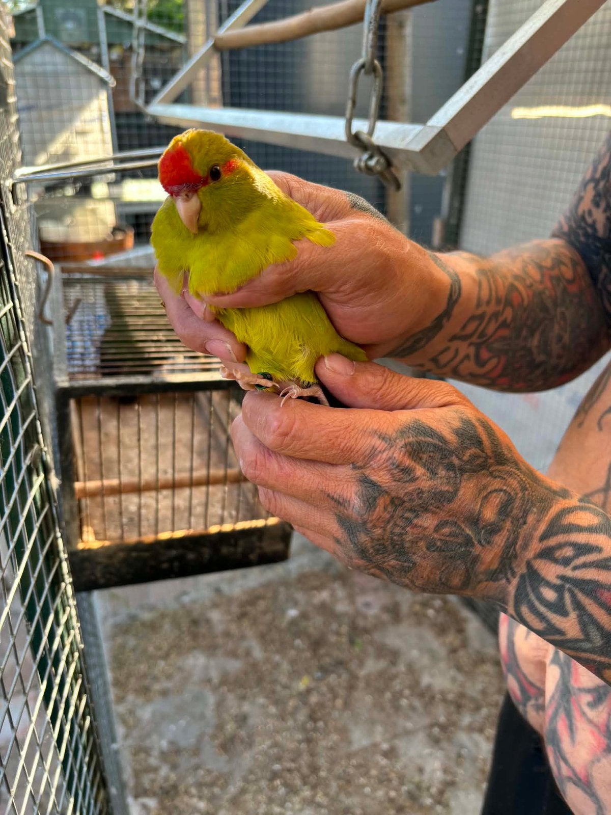 Jonge kakariki, Dieren en Toebehoren, Vogels | Parkieten en Papegaaien, Geringd