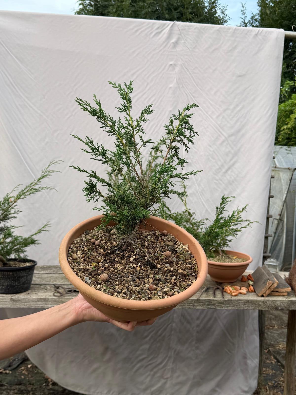 Mooie Pre-bonsai – Juniper / Jeneverbes, Ophalen of Verzenden