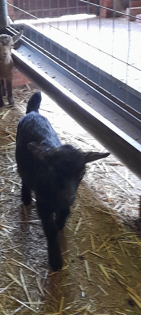 Super mooi drielingetje, Plusieurs animaux, Chèvre, 0 à 2 ans