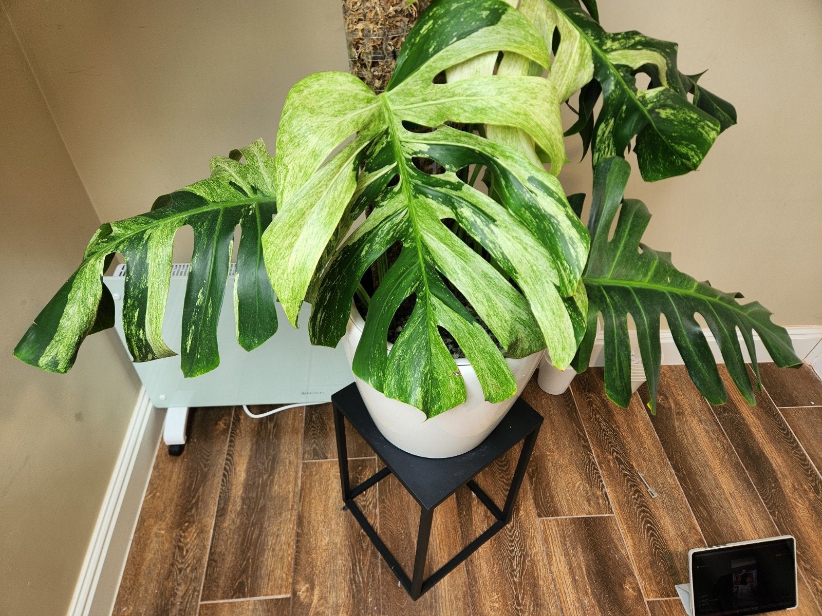 Monstera Jungle Mint XL, Maison & Meubles, Plantes d'intérieur, Enlèvement ou Envoi
