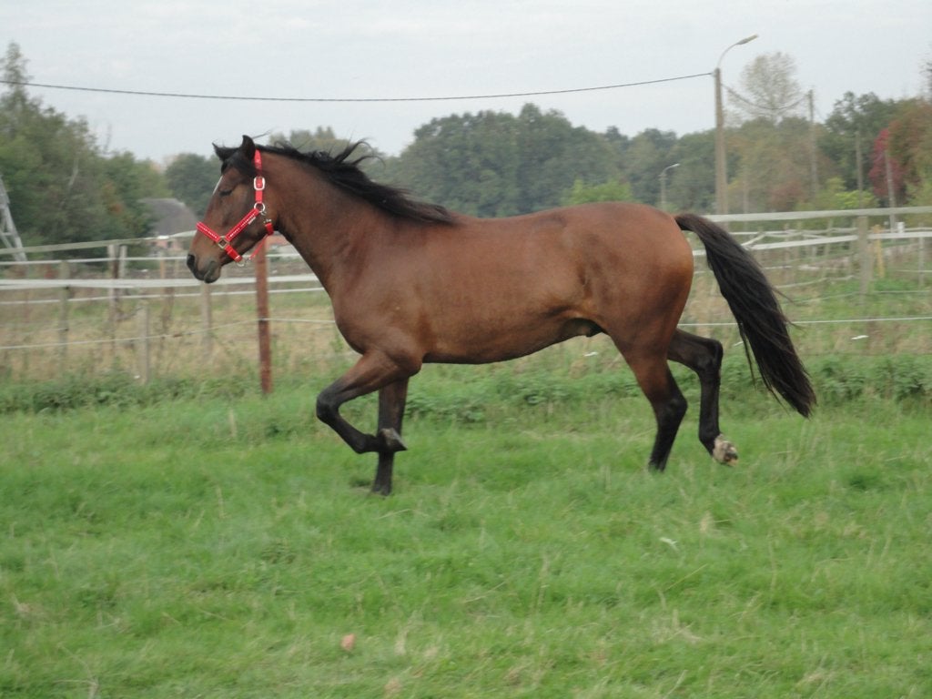 stalling met weidegang