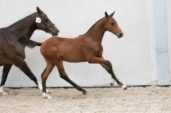 7 jarige kwpn fokmerrie drachtig van mosito vh hellehof, Animaux & Accessoires, Chevaux, Avec pedigree, 160 à 165 cm, Non dressé