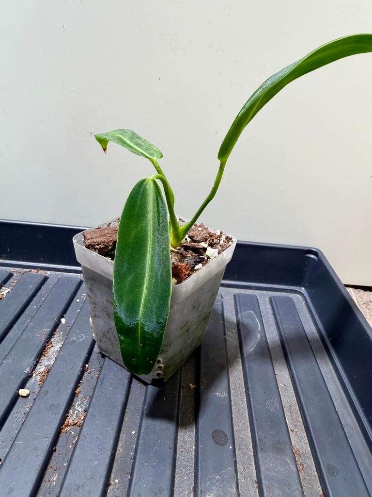 Anthurium warocqueanum, Ophalen of Verzenden