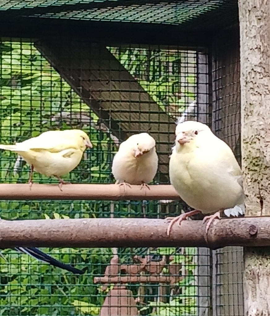 Jonge kanaries te koop, Meerdere dieren, Zangkanarie