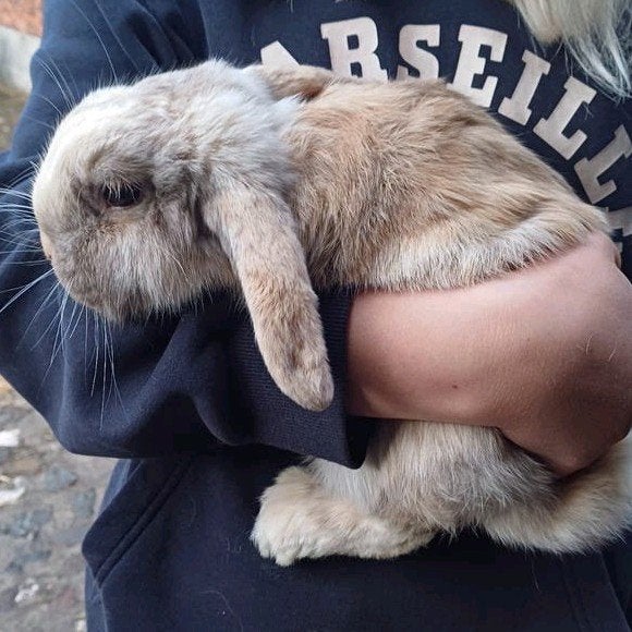 ❤️Mooie tamme konijntjes, Dieren en Toebehoren, Konijnen, Meerdere dieren, Hangoor, 0 tot 2 jaar