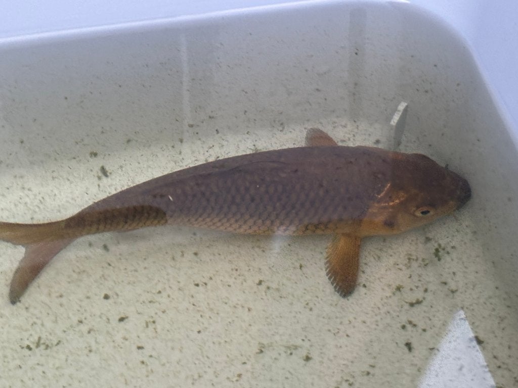 Buin/Gouden Koi - 16cm, Dieren en Toebehoren, Karper of Koi
