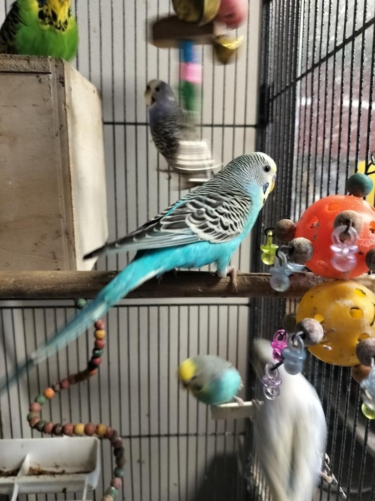 Parkieten te koop, Dieren en Toebehoren