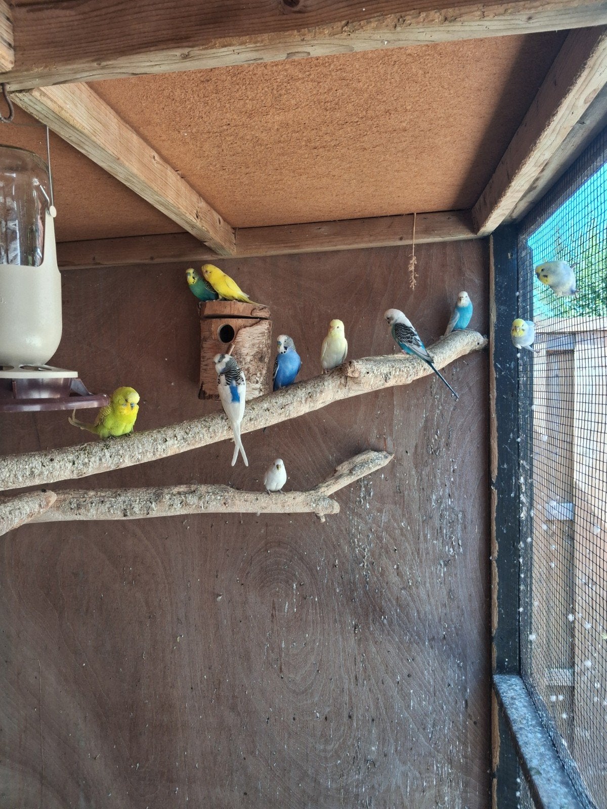 grasparkieten te koop, Dieren en Toebehoren, Vogels | Overige Vogels