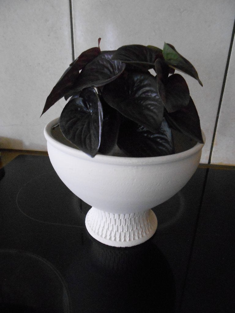 nep plantje, Ophalen, In pot