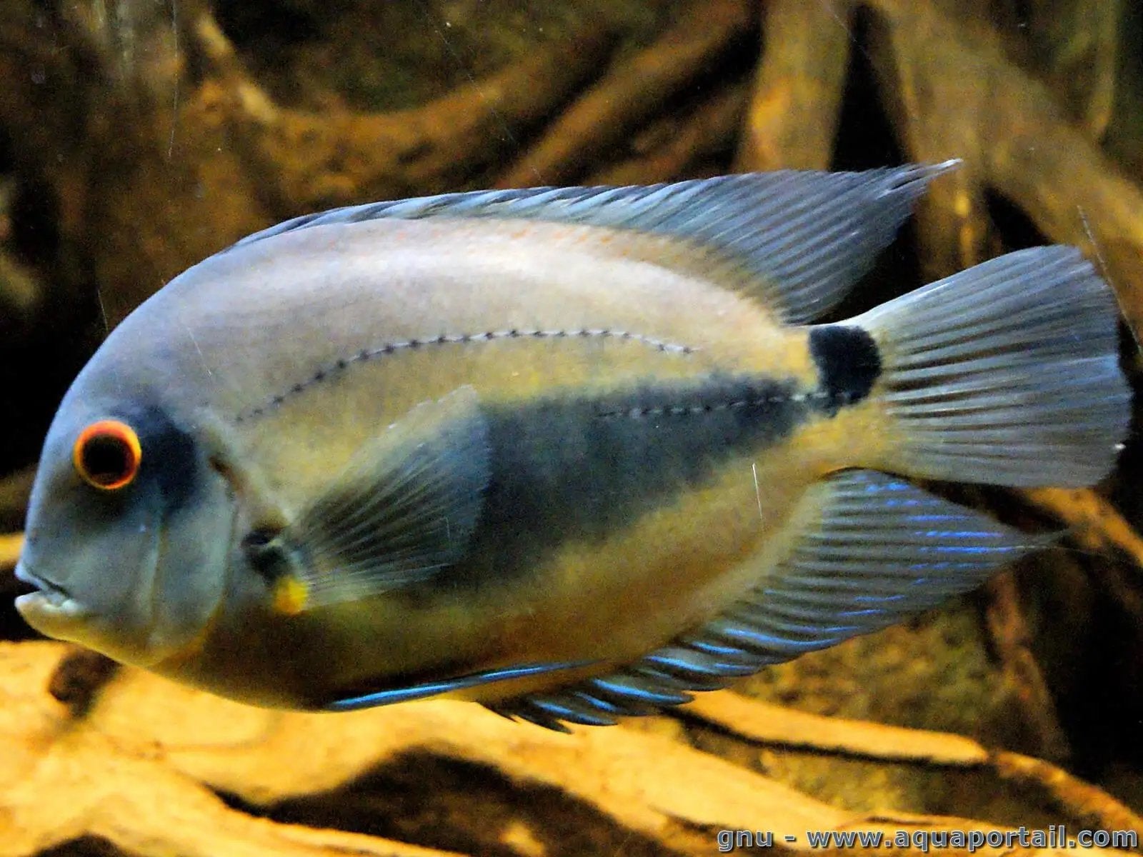 3 uaru d'amphiacanthoides, Animaux & Accessoires, Poissons | Poissons d'aquarium