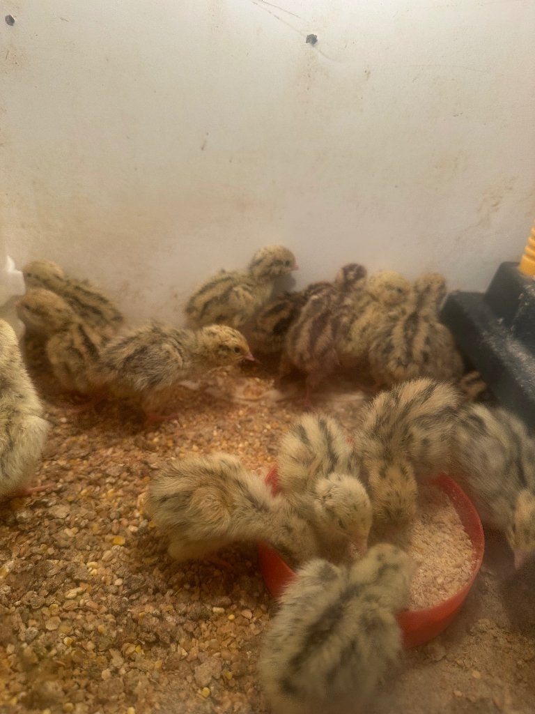 Japanse kwartel kuikentjes, Dieren en Toebehoren, Pluimvee, Overige soorten, Meerdere dieren