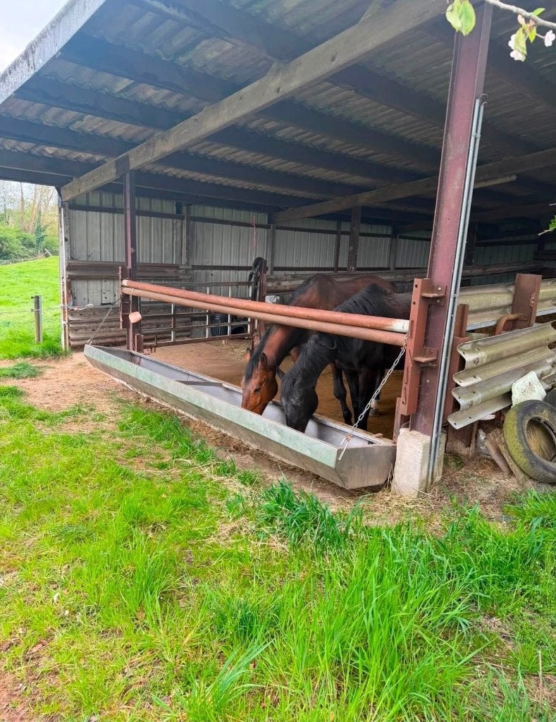 Stal te huur vrij augustus, Dieren en Toebehoren, Weidegang, 2 of 3 paarden of pony's
