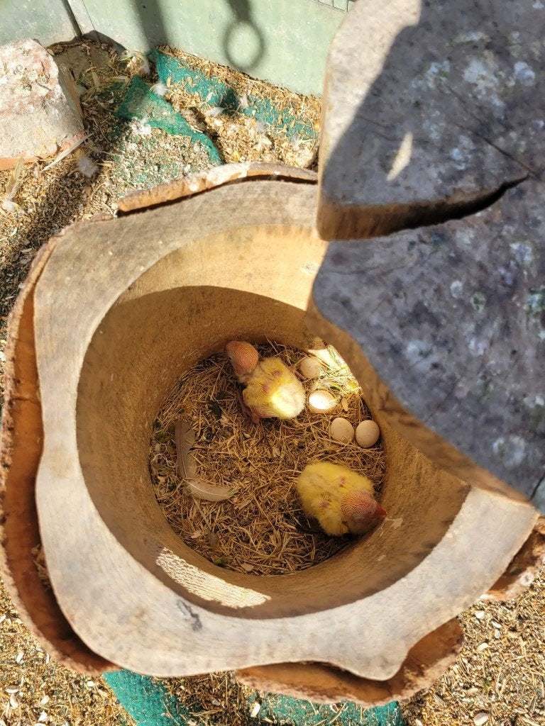 agarponis - dwergpapagaai, Dieren en Toebehoren, Geslacht onbekend, Dwergpapegaai of Agapornis