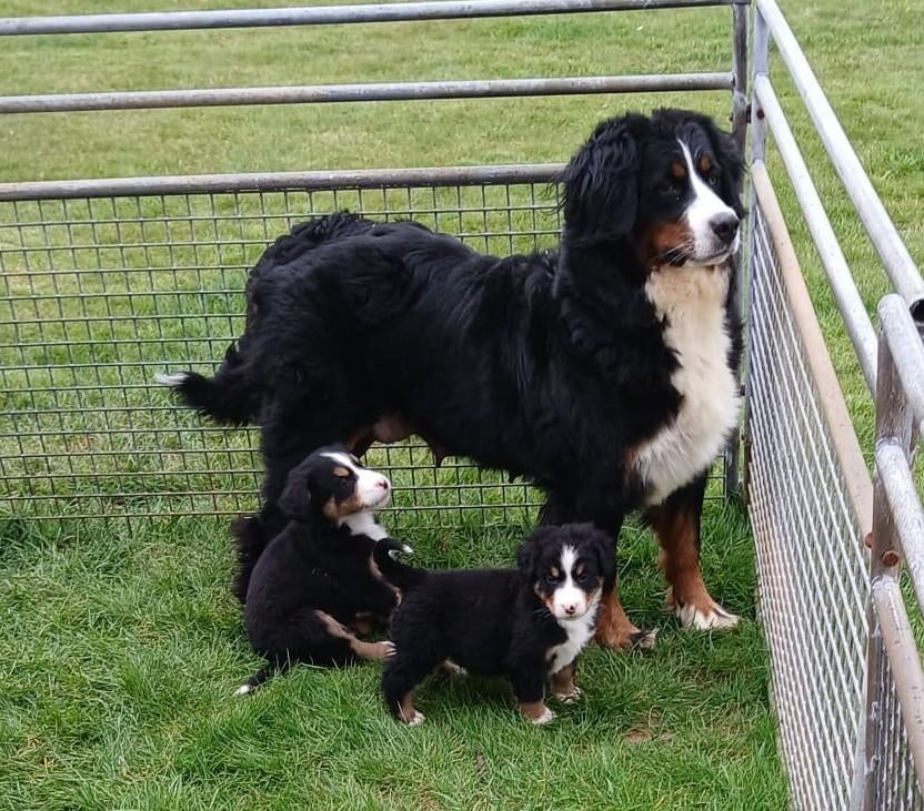 Berner sennen pups, Parvo, België, Overige rassen, 8 tot 15 weken