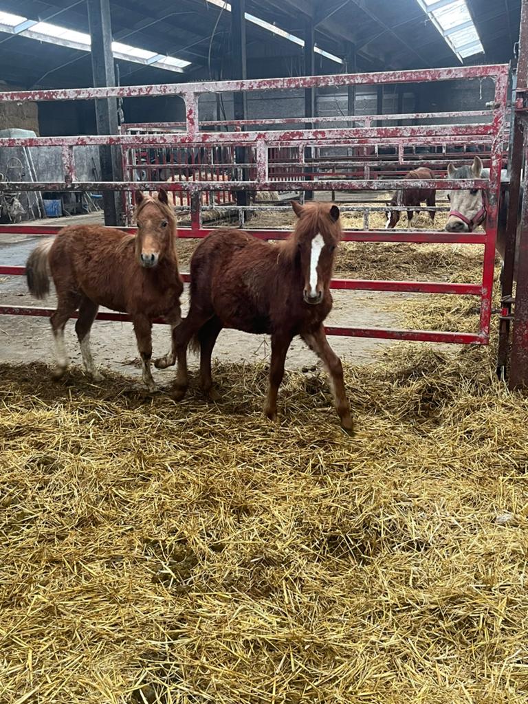 Jaarlingen type welsh weidemaatje, Animaux & Accessoires, Poneys, Poney B (1.17 m à 1.27 m), Vermifugé, Poney de récréation, Plusieurs animaux