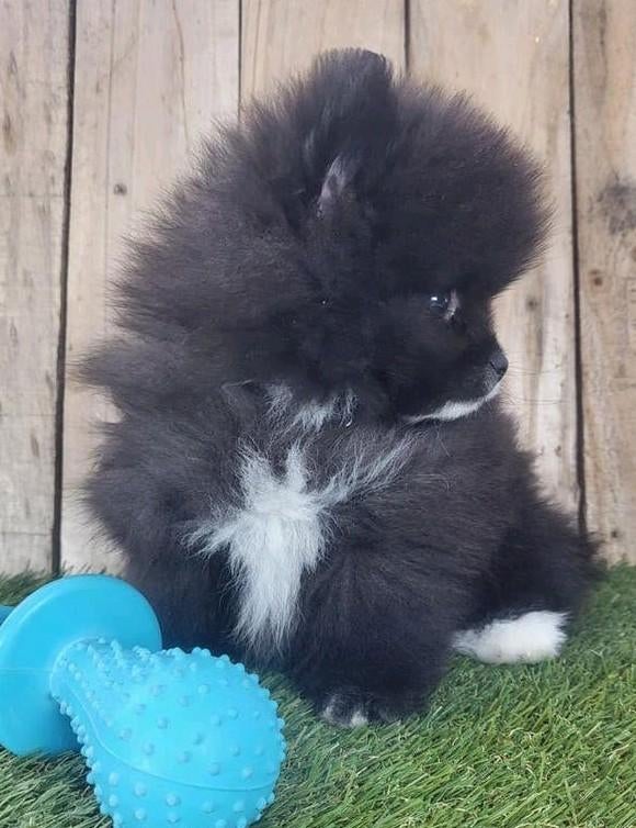 Chiot de Poméranie/Chiot pygmée/petit loulou /Chiot à p, Loulou, Chien (mâle), Belgique, Plusieurs