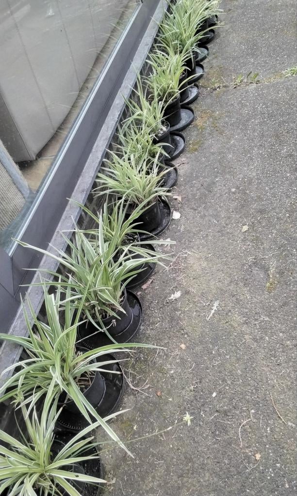 12 Gras lelies  10 euro per stuk of 12 voor 100 euro, Enlèvement