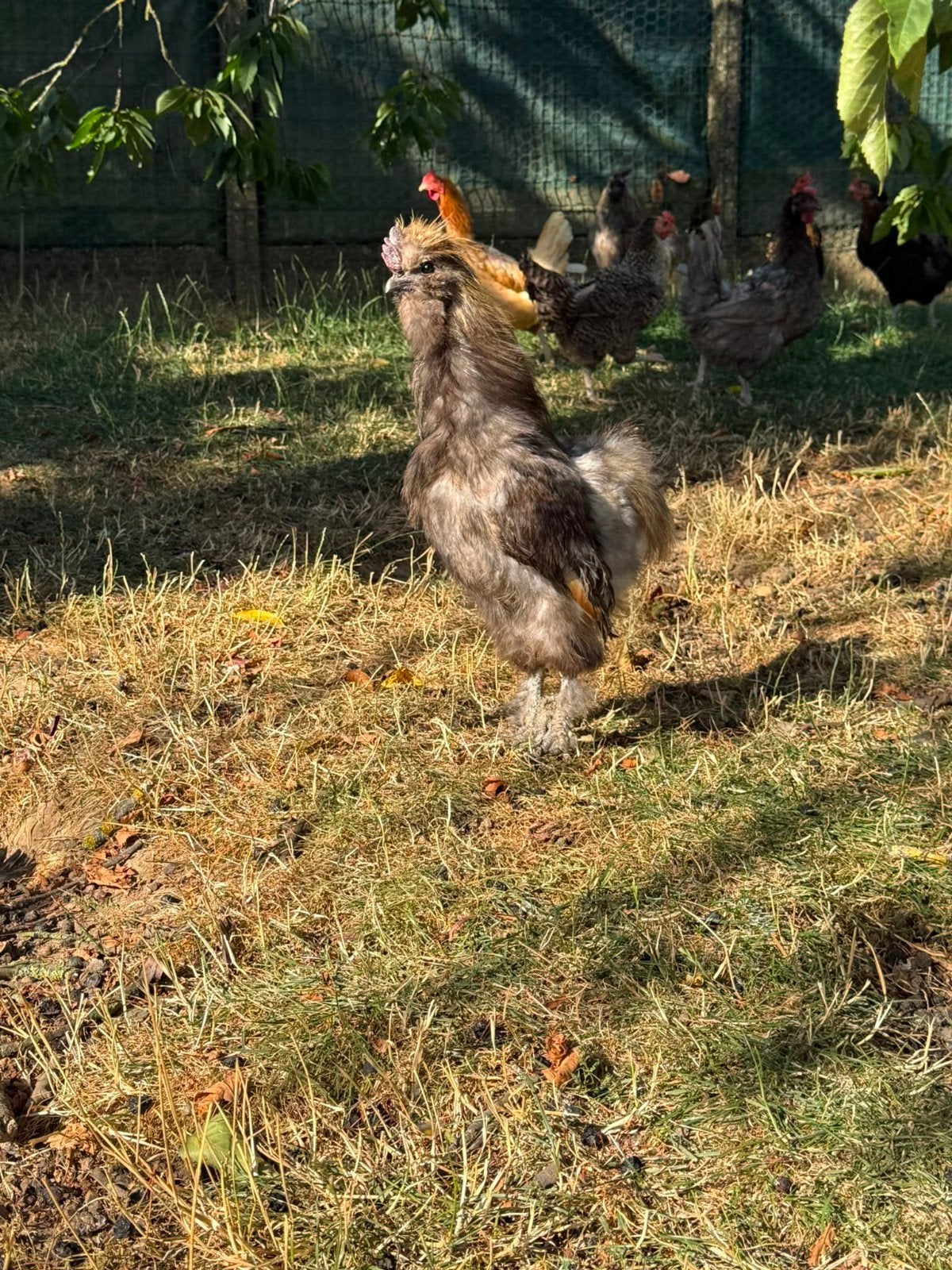 zijdehoen haan, Dieren en Toebehoren, Pluimvee, Mannelijk, Kip