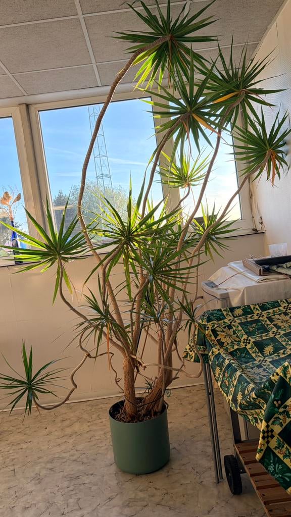 Grote binnenplant: Draecana Reflexa, Ophalen