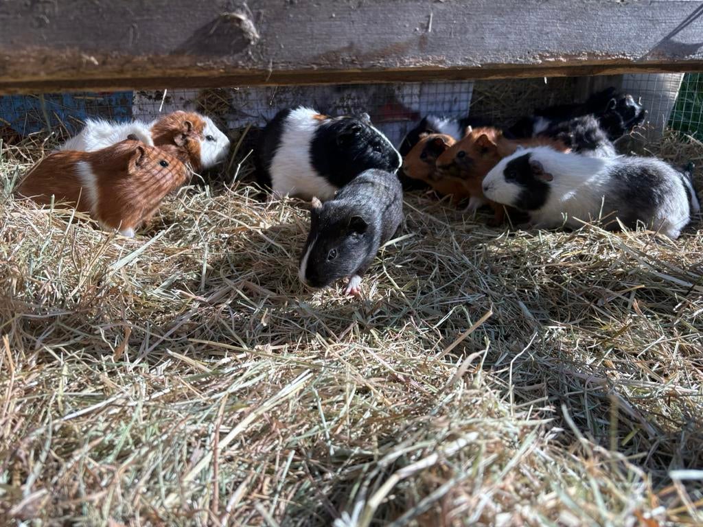 Cavias te koop, Cavia, Mannelijk, Januari, Tam
