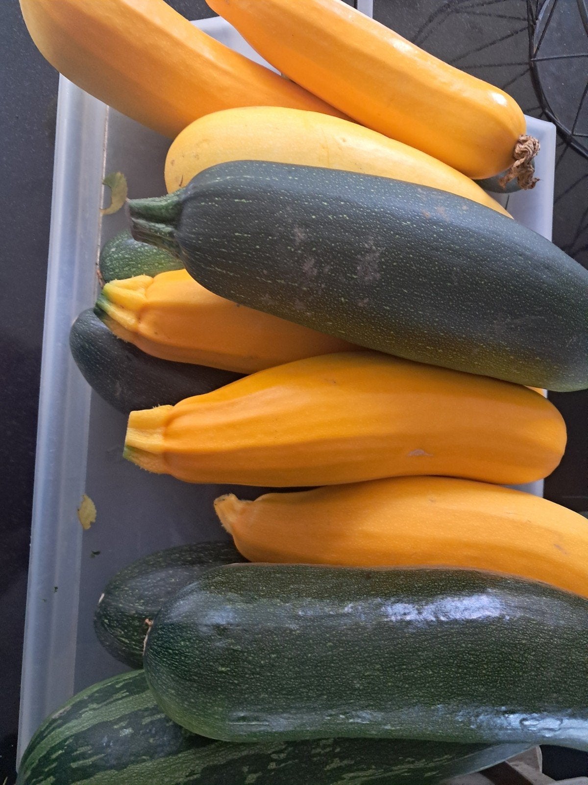 Heerlijk verse courgettes, Jardin & Terrasse, Enlèvement, Neuf