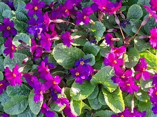 Primula Juliae "Wanda", Enlèvement, Printemps, Plante fixe