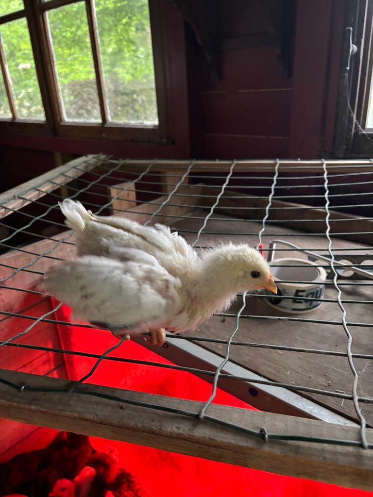 Poussins de paque race marans, Animaux & Accessoires, Volatiles, Poule ou poulet, Plusieurs animaux