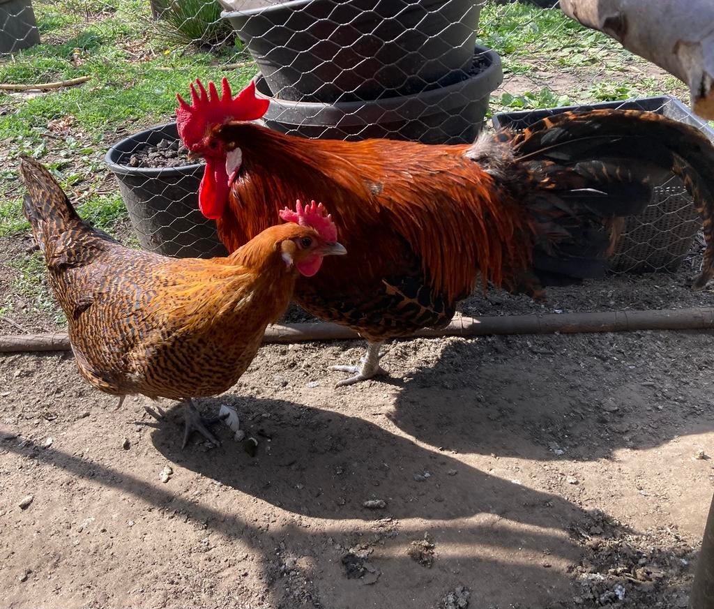 Koppel Zingems Leghorn