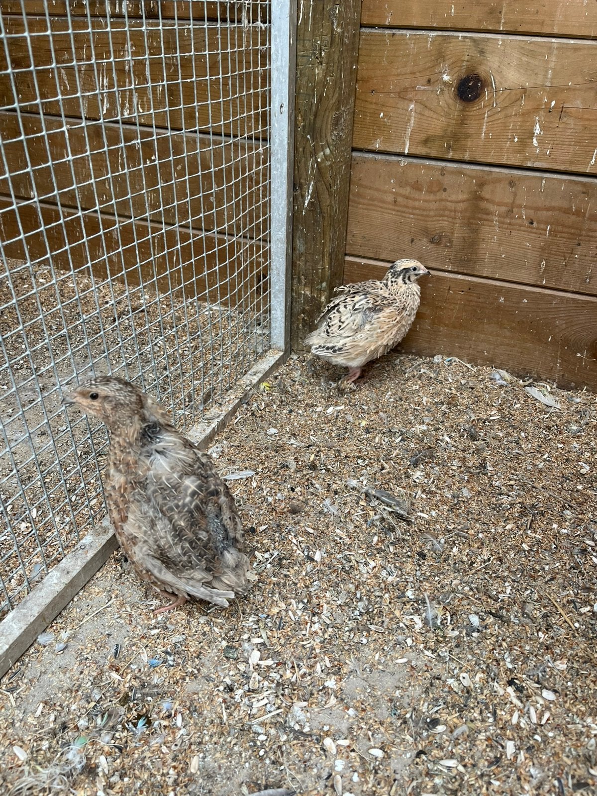 Jumbo kwartels 2 mannetjes, Dieren en Toebehoren