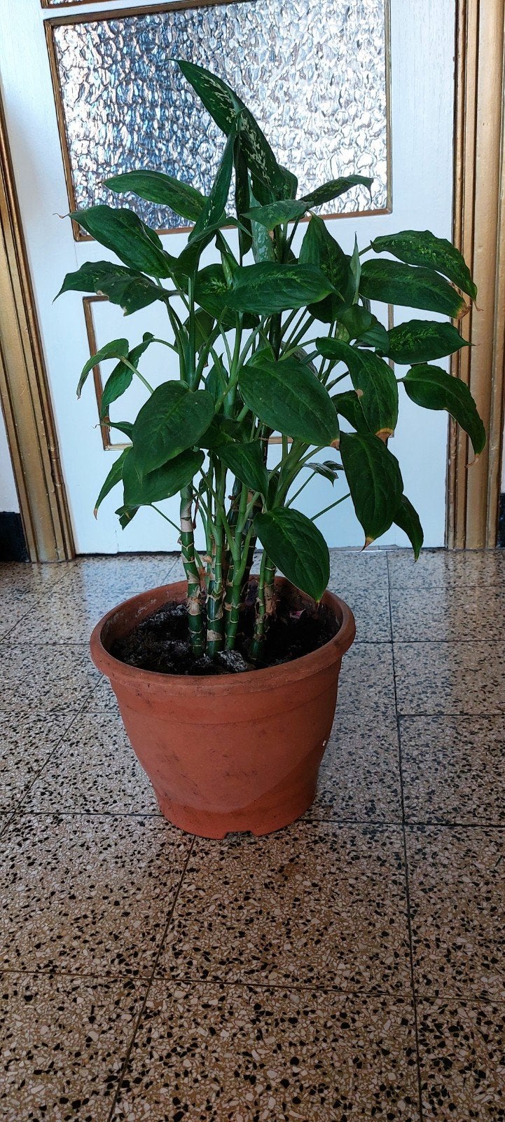 Plante d'antérieur, Enlèvement