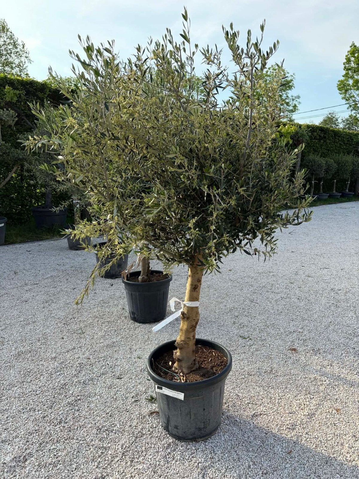 ‼️olijfbomen olea europaea aan stuntprijzen ‼️, Ophalen
