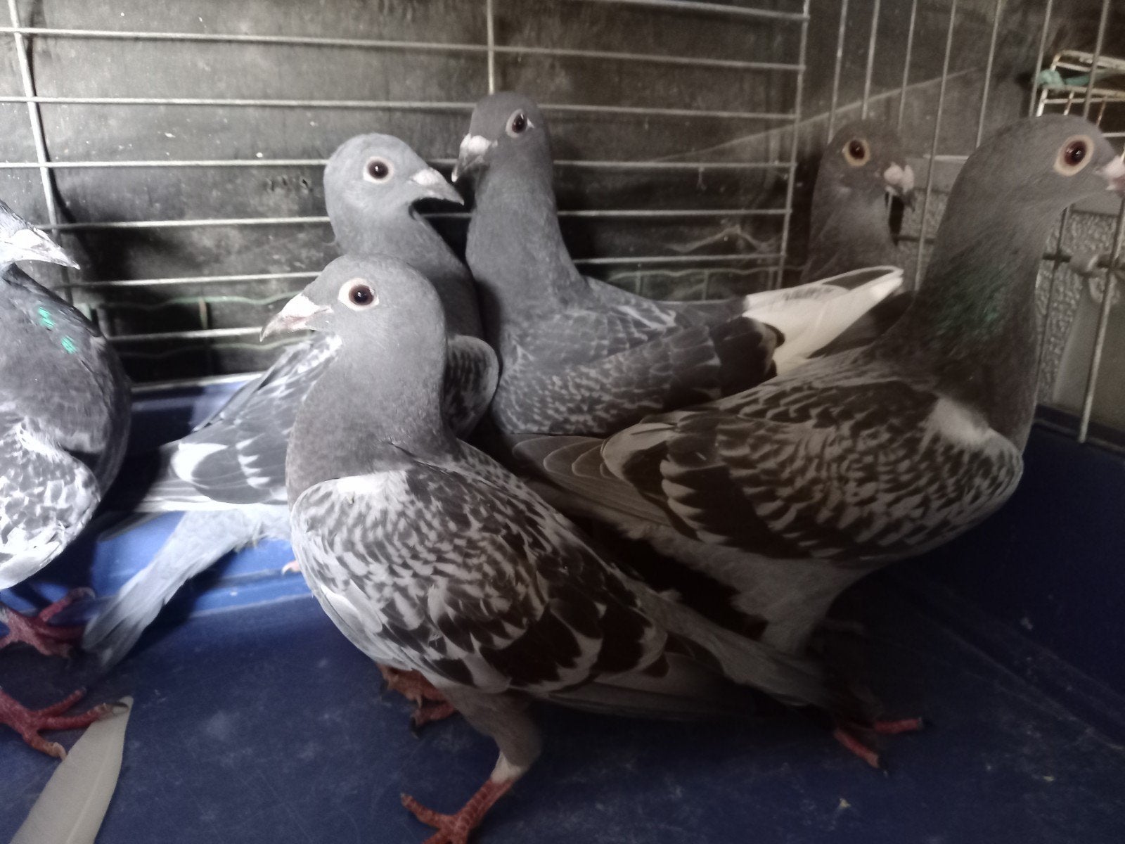 Jonge reisduiven, Dieren en Toebehoren, Vogels | Duiven