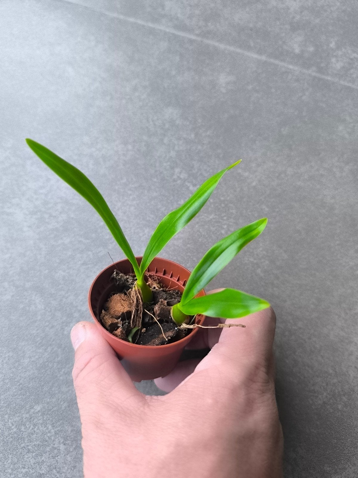 Bulbophylium falcatum var. dragon tooth mini orchidee, Dieren en Toebehoren, Reptielen en Amfibieën | Toebehoren, Ophalen of Verzenden