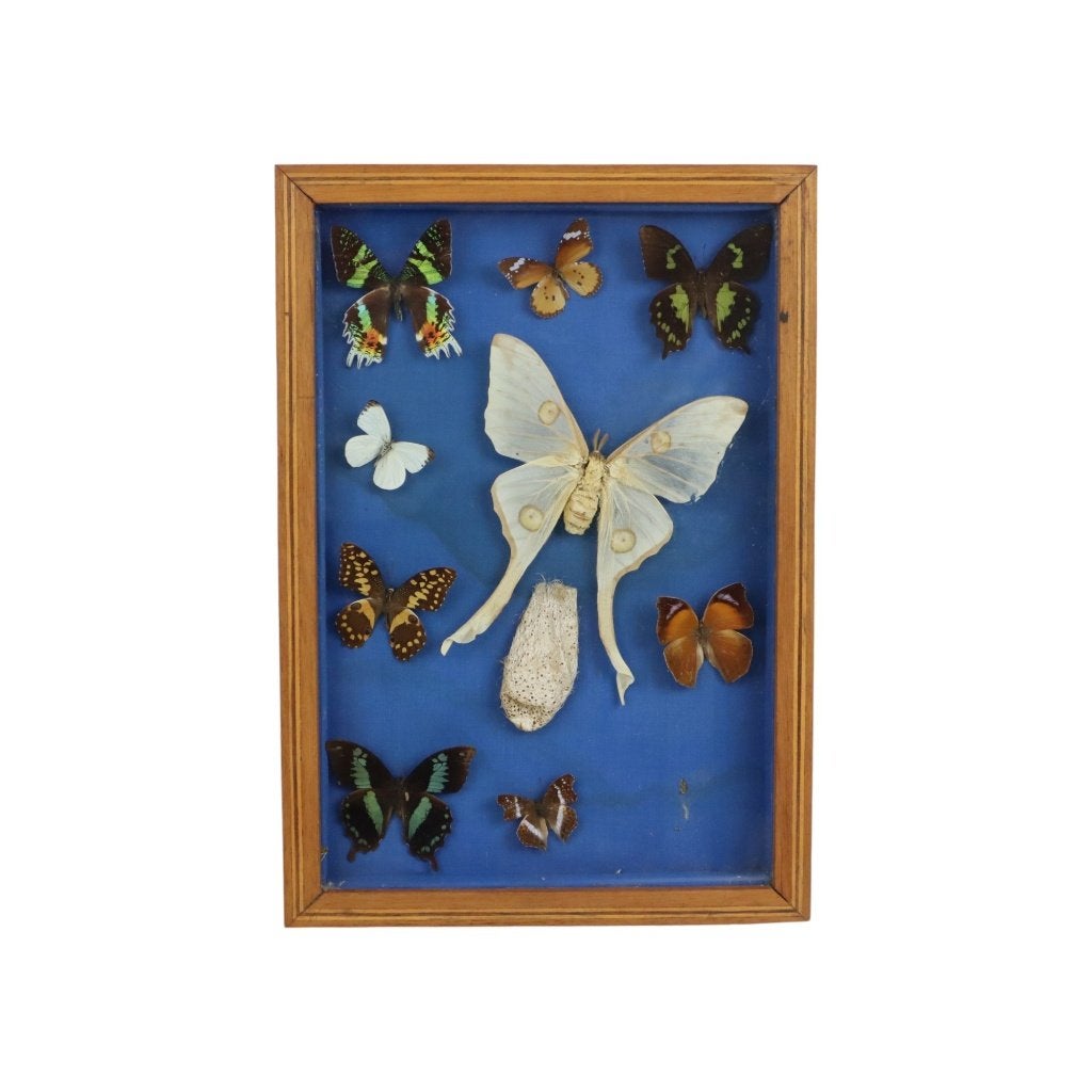 Kleurrijke Ingelijste Vlinders Taxidermie Opgezet Insect, Verzamelen, Ophalen of Verzenden, Gebruikt, Insect, Opgezet dier