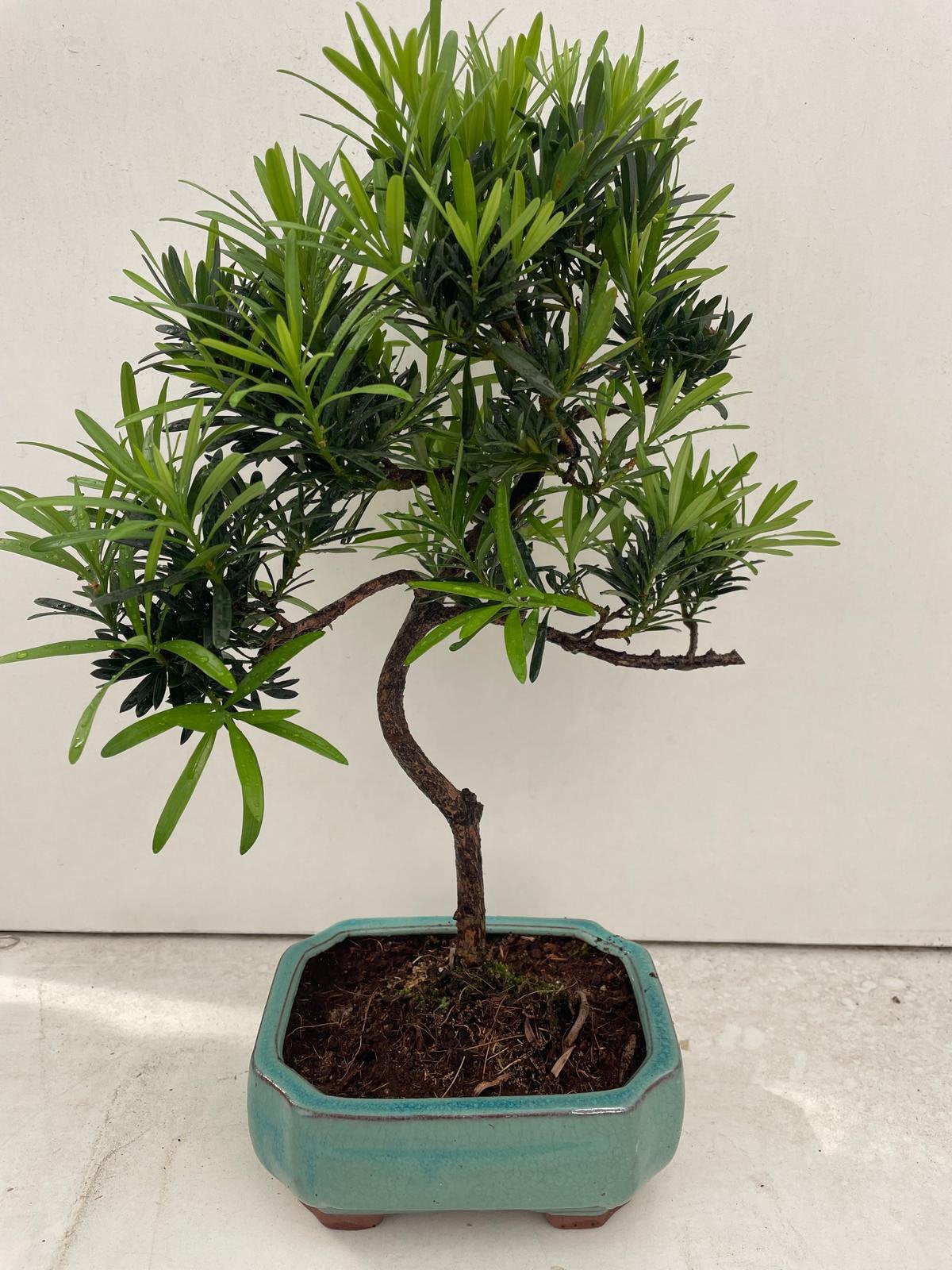 Podocarpus, Ophalen