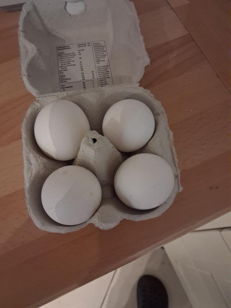 Eieren, Dieren en Toebehoren, Vrouwelijk, Kip