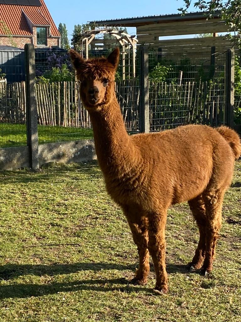 Mooi tamme alpaca hengst, Janvier, Mâle