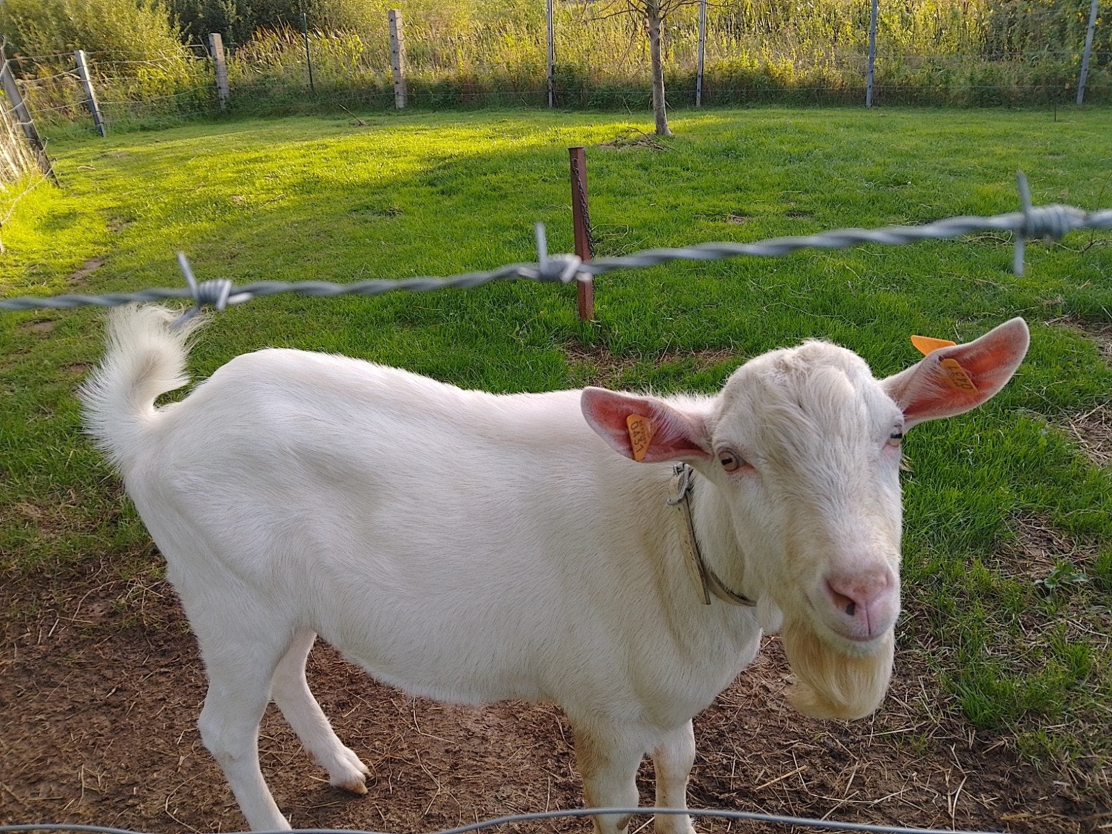 saanegeit hoornloos, Mâle, Chèvre, 0 à 2 ans