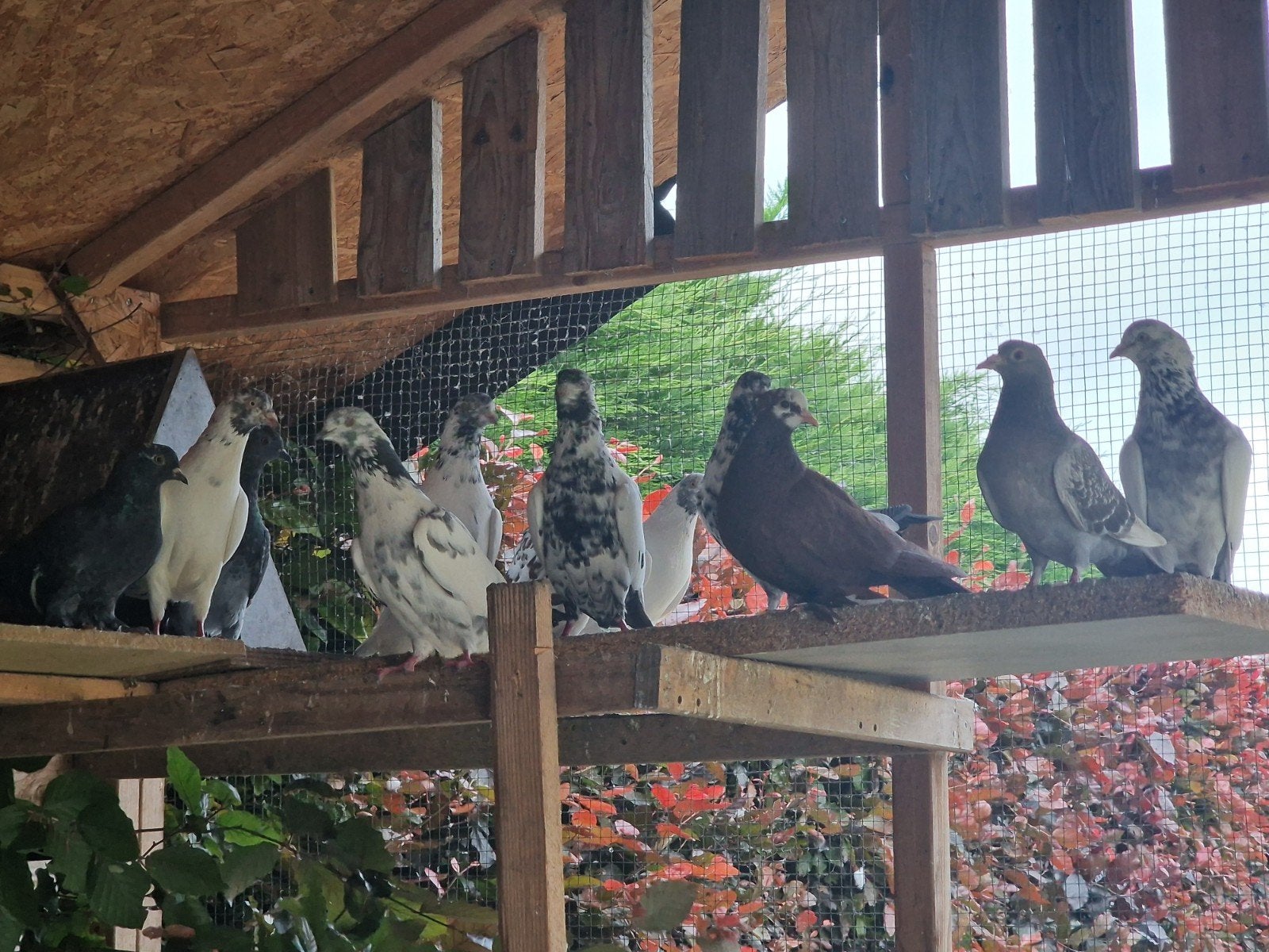 Meenemen, Dieren en Toebehoren, Ophalen of Verzenden