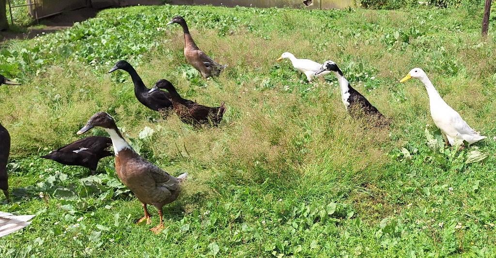 Kuikens van Indische loopeenden, Dieren en Toebehoren, Meerdere dieren, Eend