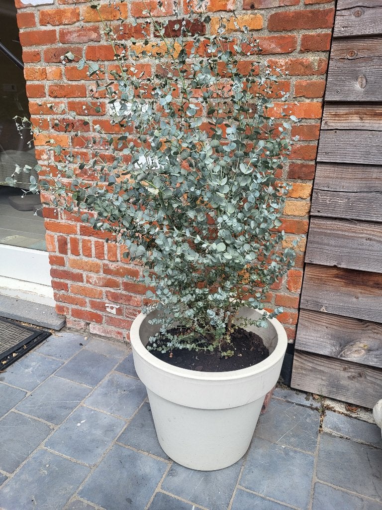 Eucalyptus boom, Tuin en Terras, Ophalen, Volle zon, Overige soorten, 100 tot 250 cm