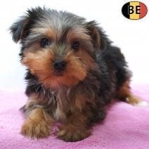 Lieve Yorkshire Terrier pups te koop, Dieren en Toebehoren, Yorkshire Terriër, België, Handelaar, CDV (hondenziekte)